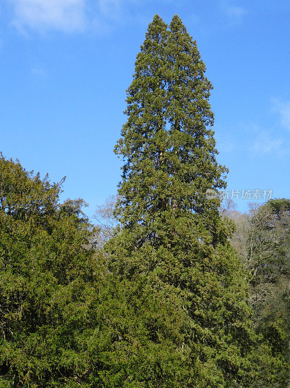 公园中高大的海岸红杉(sequoia sempervirens)图片